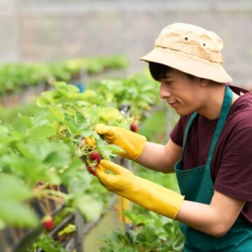 영국 정부, 2025년 45,000개의 계절 근로자 비자 발급 확정